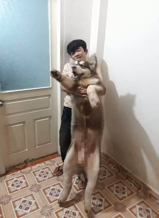 Đồng ý kiến với Hải An còn rất nhiều thành viên khác, đa phần họ đều cho rằng đây là một sự hoang phí của chủ chó Alaska nói trên và chưa chắc ăn nhiều, ăn ngon đã là tốt.