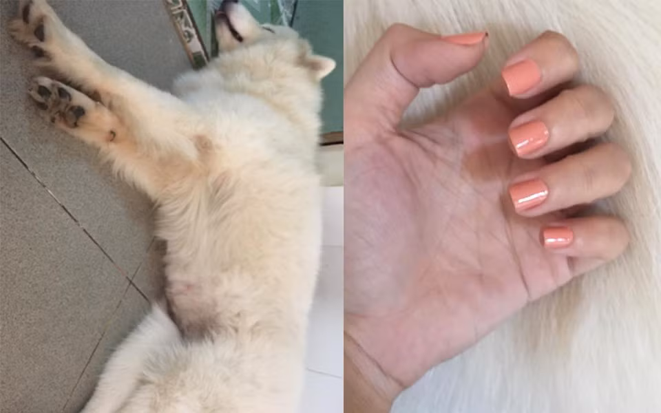 Theo chia sẻ của nhiều dân mạng cho rằng: "Boss + son + chỉnh sửa = bức ảnh long lanh như thế này đây. Đây là combo thần thánh giúp các chủ shop online kinh doanh phát đạt với những góc ảnh sản phẩm cực đẹp".