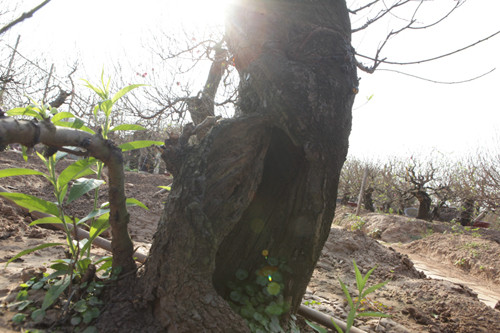 Theo chủ những gốc đào lũa, để chăm sóc một gốc đào lũa, đòi hỏi ở cả sự may mắn, vì nó phụ thuộc vào khả năng sinh tồn của cây. Có cây dù mình chăm sóc tốt nhưng sức đề kháng yếu thì khó mà cứu được