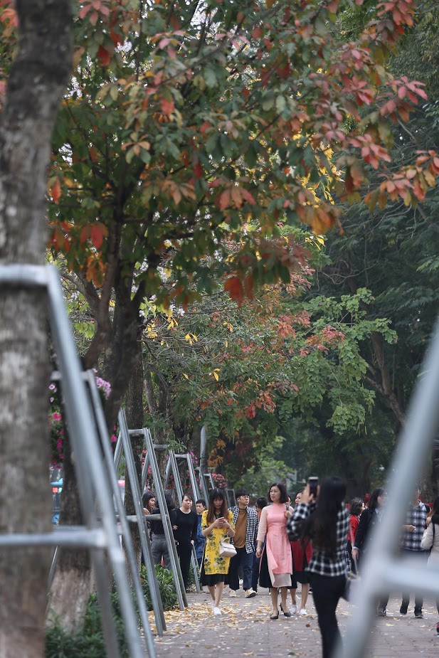 Cả tán lá rộng lớn "ôm" lấy tất cả người dân Hà Nội một chiều tháng 2 đầu xuân nhẹ nhàng.