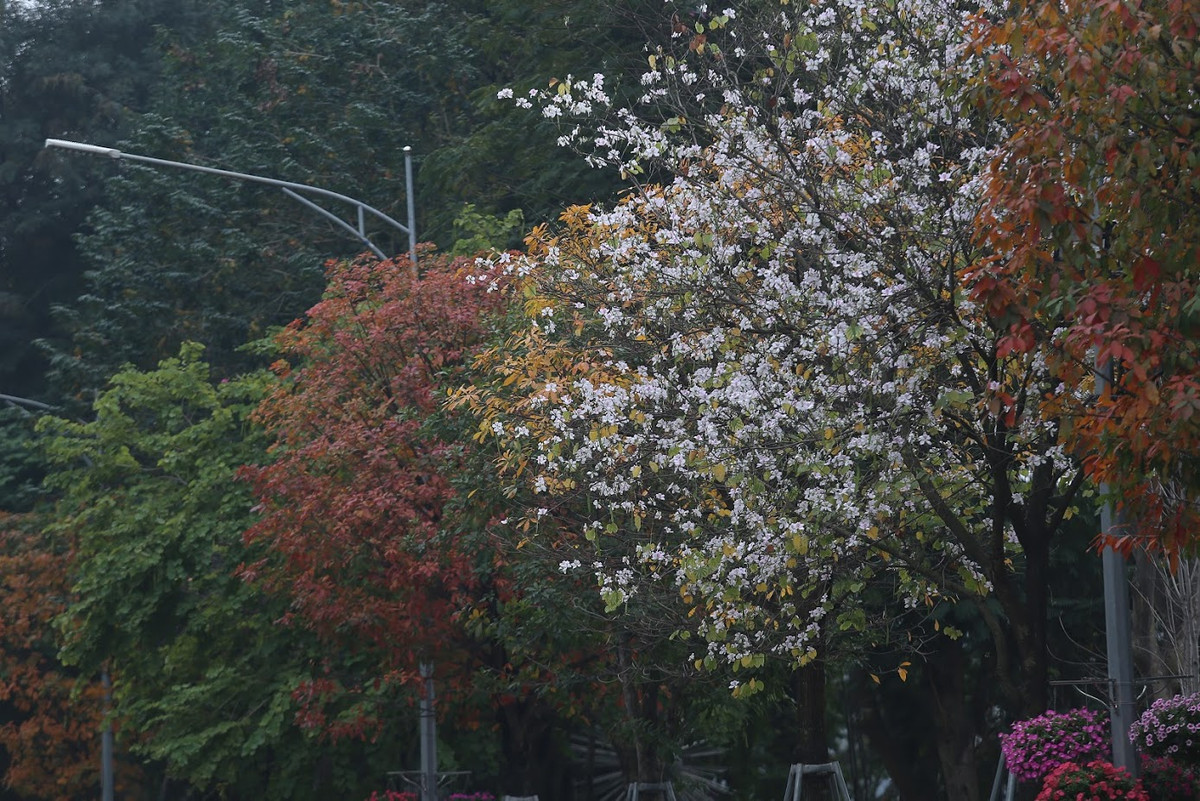 Từng cung đường, từng con phố của Hà Nội mùa thay lá với sắc đỏ, vàng, xanh hòa quyện với nhau khiến người đi đường xuýt xoa, ngắm nhìn rồi ngỡ như đang lạc tới Hàn Quốc thơ mộng