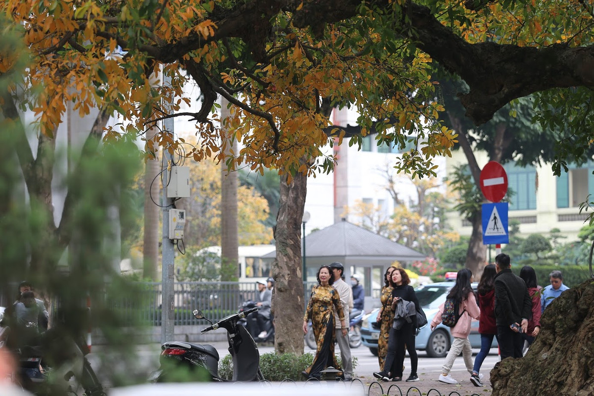 Trời mát nhẹ, thỉnh thoảng có nắng, người Hà Nội thích kiểu thời tiết như này. Đặc biệt ngồi dưới một tán cây cổ thụ ngả vàng, còn gì "tình" hơn thế khi ngồi ngắm từng chiếc lá vàng rơi.