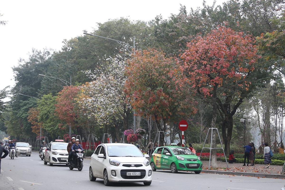 Tết Nguyên đán vừa kết thúc cũng là lúc Hà Nội bước vào mùa thay lá cực đẹp. Nhìn khung cảnh này nhiều người dân Thủ đô, đặc biệt là giới trẻ tỏ ra vô cùng thích thú.