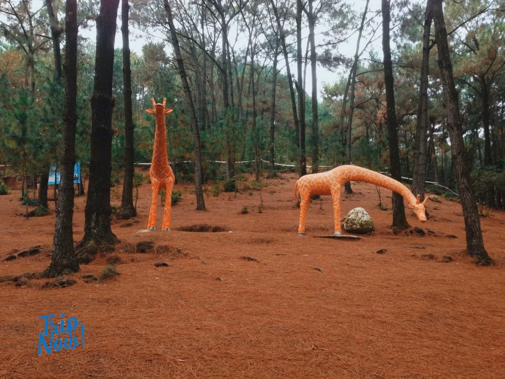 Với không gian rộng rãi dưới chân các cánh rừng thông lá kim, không khí mát dịu, trong lành và bình yên Bản Rõm khiến nhiều người phải níu chân lại nơi này.