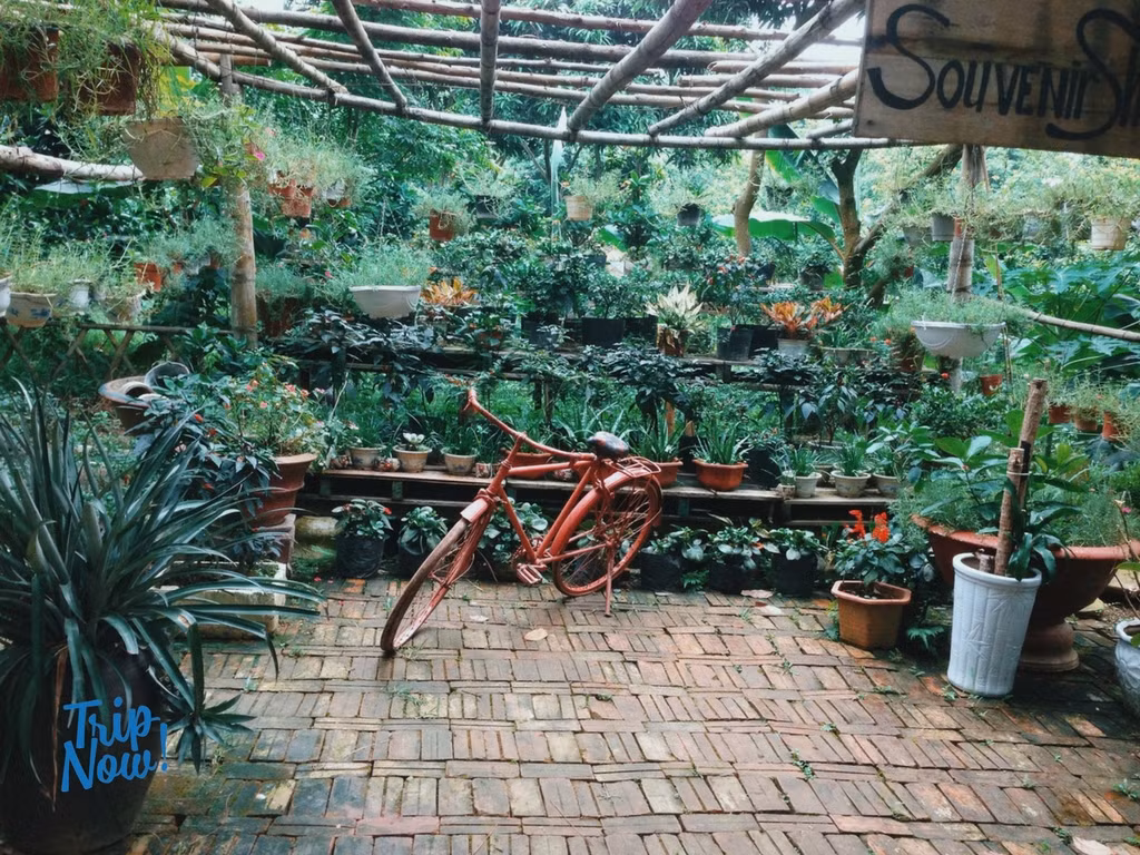 Góc viên nhỏ nơi những chậu cây và chiếc xe đạp cũ sẽ đem đến cho bạn cảm giác bình yên là đây chứ chẳng đâu xa vời ngay trong dịp nghỉ lễ 2/9 tới. Ảnh sử dụng trong bài: Facebook Trip Now.