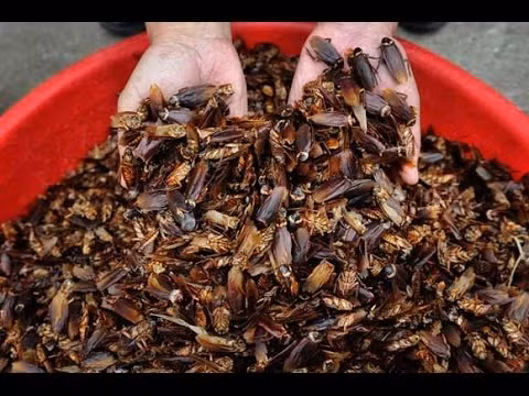 Một chậu gián to đùng được các dân mạng chia sẻ trên các fanpage.