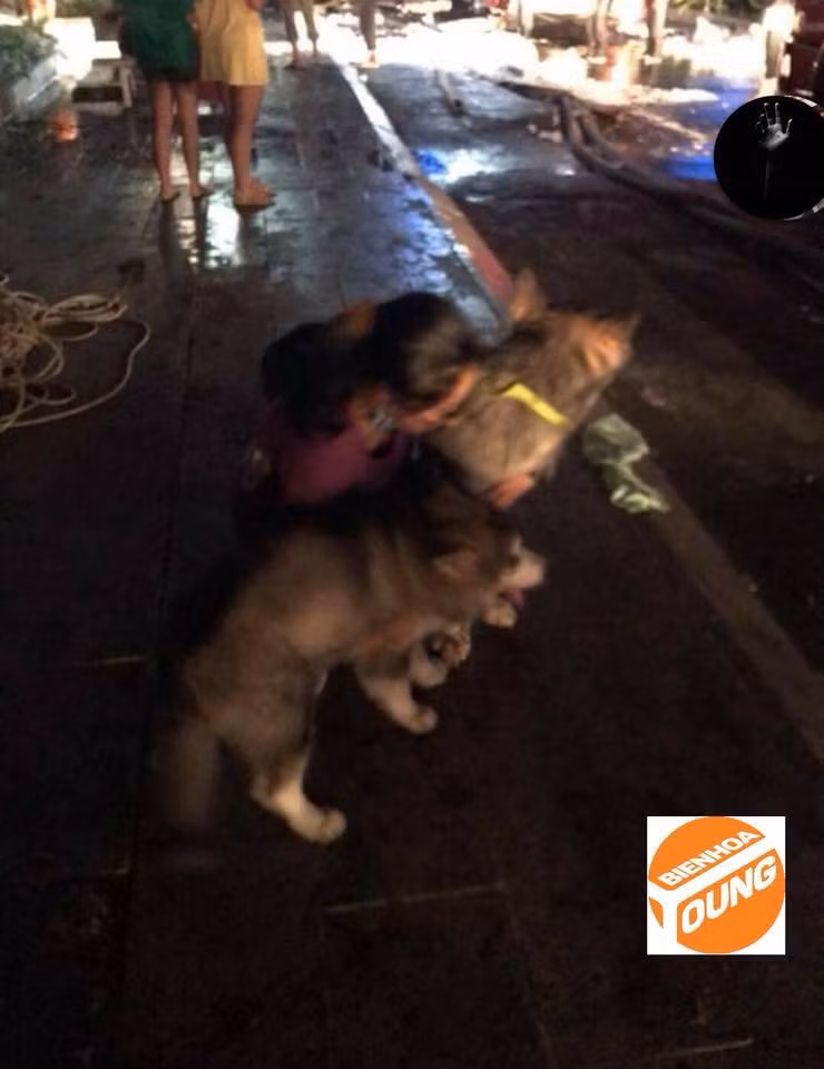 Vụ cháy chung cư Carina (quận 8, TP Hồ Chí Minh) khiến 13 người thiệt mạng cùng 28 người khác bị thương trở thành câu chuyện được cộng đồng mạng nhắc đến nhiều nhất trong những ngày vừa qua. Trong vụ cháy kinh hoàng này, câu chuyện về chú chó Alaska kịp thời báo tin cứu chủ được dân mạng chia sẻ rất nhiều.