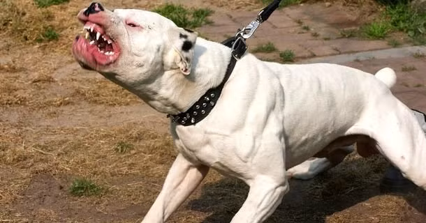 Cụ thể trong vụ việc trên, một người phụ nữ là chủ nhà trong lúc mở cửa lồng cho chó Pitbull đưa thức ăn vào đã bị con chó bất ngờ lao đến cắn. Thấy nữ chủ nhà bị chó nuôi cắn, một phụ nữ là hàng xóm chạy sang lấy gậy đập vào chó. Tuy nhiên, con chó lại chồm lên cắn luôn người hàng xóm.