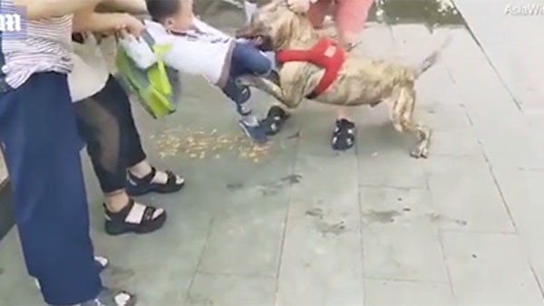 Con chó Pitbull từng gây ra rất nhiều vụ tàn sát với loài người.