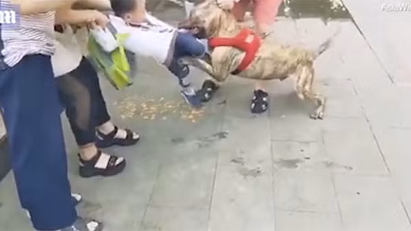 Con chó Pitbull từng gây ra rất nhiều vụ tàn sát với loài người.