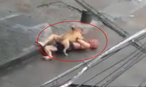 Nickname Huy Long chia sẻ: "Đây không phải lần đầu tiên mà chó Pitbull tại Việt Nam cắn người. Tại sao loài chó dữ đến vậy lại có thể nuôi thả như vậy. Mỗi lần đi ra đường mình đều phải tránh thật xa".