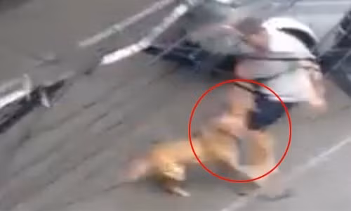 Nickname My My chia sẻ: "Bọn này nhốt trong chuồng chúng nó hóa điên thì chẳng thế, giống này chỉ để xích ở ngoài cả rọ mõm , bản năng của bọn này kiểu bố đời của loài chó , nhốt trong chuồng nó bị hóa dồ là phải".