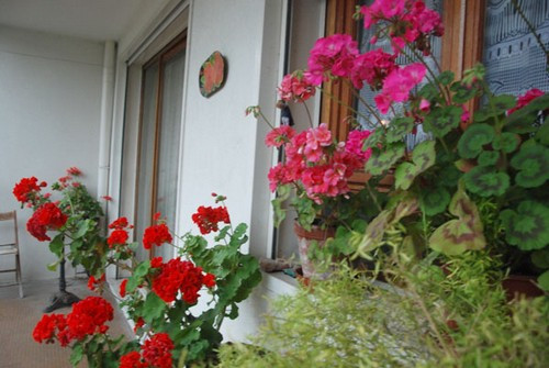 Nhà chị Hiệu có ban công 2 mặt, một mặt rộng khoảng 1,5m2, là nơi chồng chị trồng hoa phong lữ thảo. Gia đình chị cũng thường xuyên ăn tối và uống cà phê tại đây.