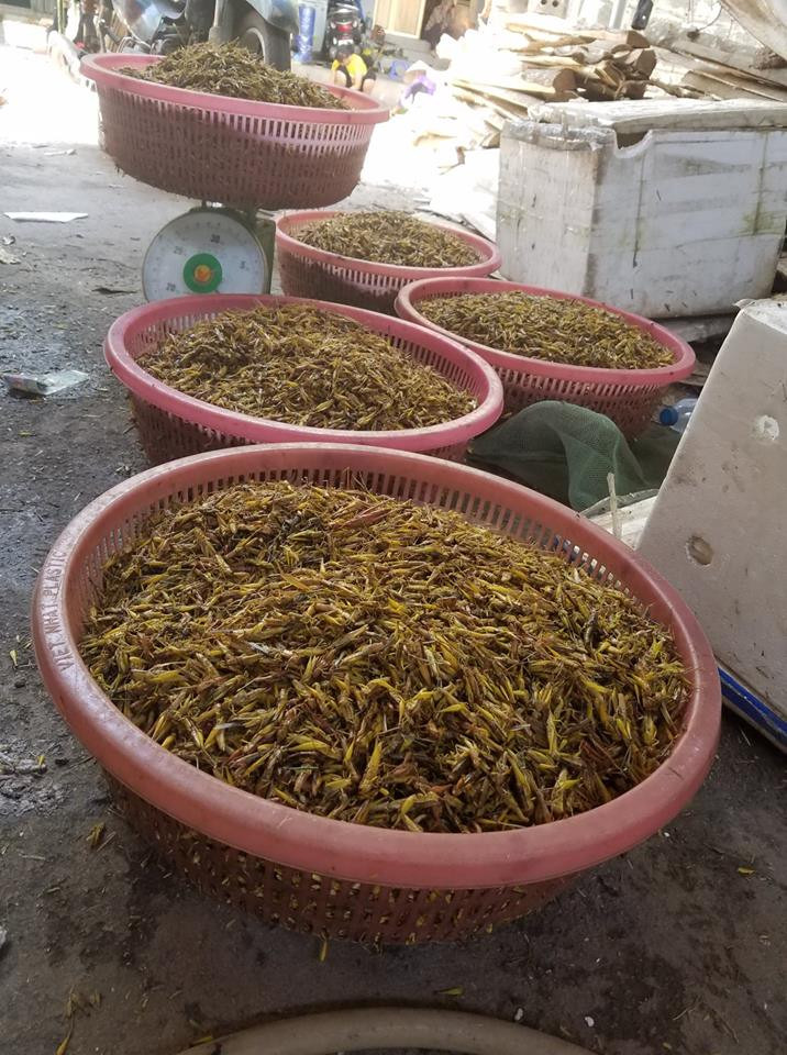 Sau khi sơ chế, thương lái tập trung châu chấu để chuẩn bị xuất hàng.