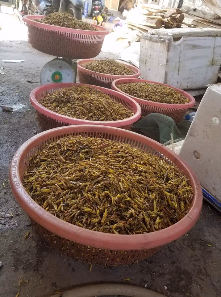 Sau khi sơ chế, thương lái tập trung châu chấu để chuẩn bị xuất hàng.