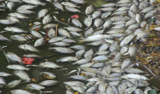 Ngay sau khi những bức ảnh cá chết trắng một góc Hồ Tây được chia sẻ, dân mạng đã có những nhận xét riêng của mình rằng "mùi hôi thối nồng nặc do cá phân hủy nhanh do thời tiết thất thường và nhìn cảnh tượng này thực sự cảm thấy xót xa".