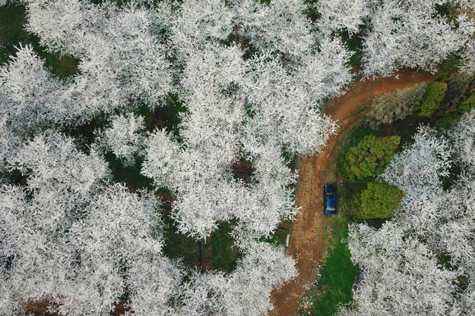 Tiêu biểu có thể kể đến vườn thú Côn Minh thuộc tỉnh Vân Nam hay Thượng Hải với lễ hội hoa anh đào quy tụ hơn 5.000 cây hoa anh đào.