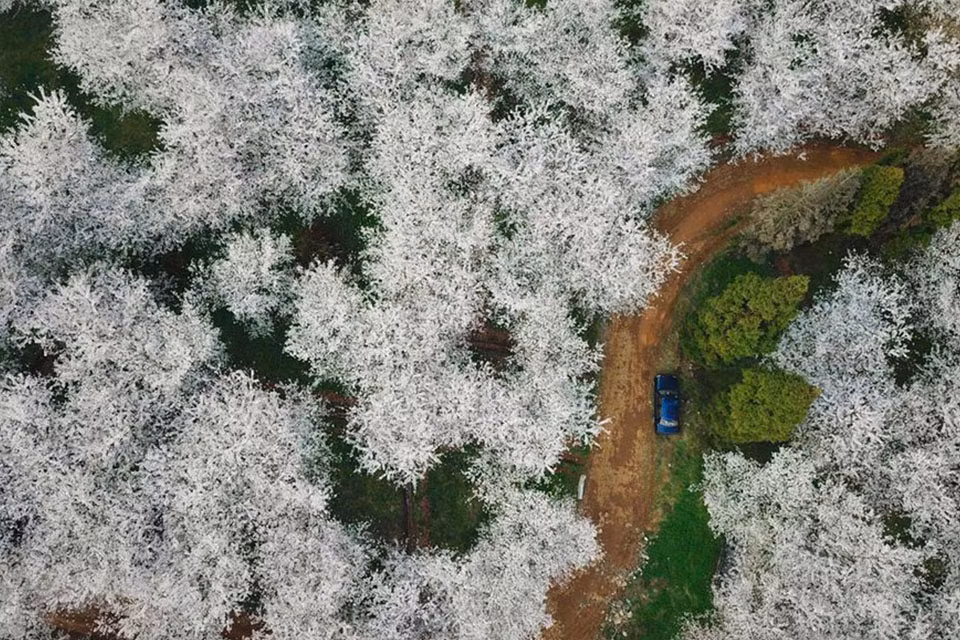 Tiêu biểu có thể kể đến vườn thú Côn Minh thuộc tỉnh Vân Nam hay Thượng Hải với lễ hội hoa anh đào quy tụ hơn 5.000 cây hoa anh đào.