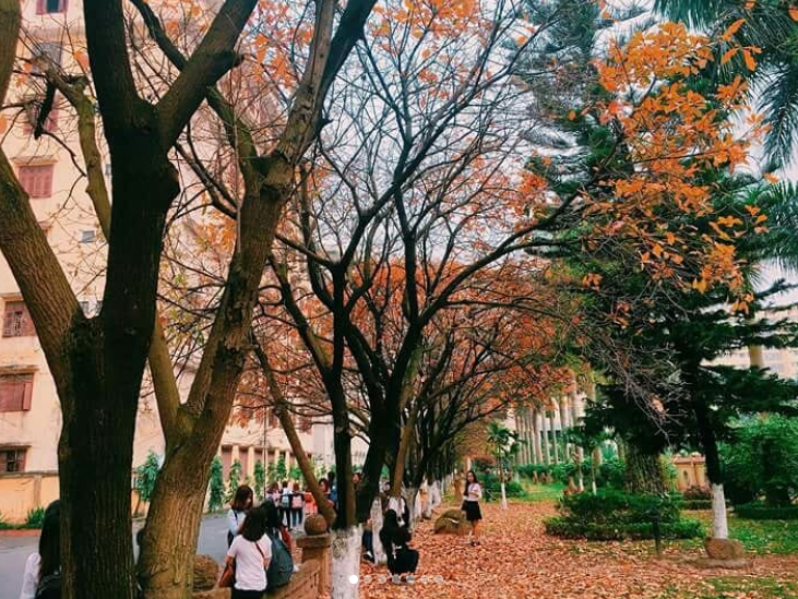 Cũng theo nhiều bạn trẻ, Hà Nội mùa thay lá đẹp nên thơ như khung cảnh trong một bộ phim nào đấy về mùa thu ở Châu Âu.