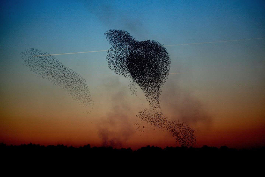 8. Mặt trời đen (Đan Mạch và Anh): Từ khoảng tháng 3-4, ở một số vùng đồng quê của Đan Mạch và Anh, người ta có thể thấy hiện tượng kỳ thú khi mặt trời gần như bị che lấp. Thời điểm này, hàng trăm nghìn con chim sáo châu Âu bay lượn trên bầu trời tạo thành một màu đen huyền ảo, cùng với tiếng kêu ồn ào cả một vùng rộng lớn.