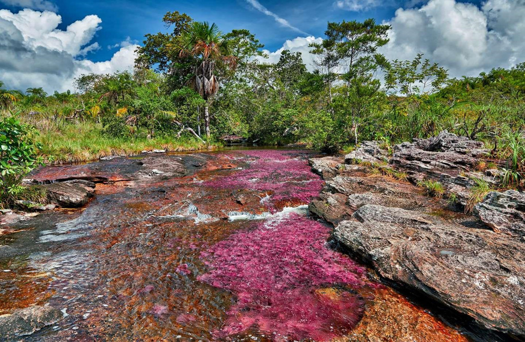 5. Caño Cristales, Colombia: Nằm ở tỉnh Serranía de la Macarena, sông Caño Cristales còn có tên khác là "Con sông sắc màu", đây là địa điểm du lịch nổi tiếng của Colombia. Một loại tảo đặc biệt ở dưới đáy sông được hỗ trợ bởi ánh sáng mặt trời đã tạo nên nhiều màu sắc tươi sáng và sống động trong làn nước. Để chiêm ngưỡng hiện tượng kỳ thú này, bạn có thể đến đây trong khoảng tháng 6-11.