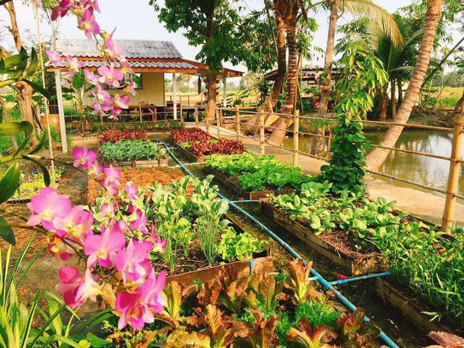Cụ thể, ngôi nhà nhỏ nằm lọt thỏm giữa mênh mông đất được cặp vợ chồng tận dụng từng chút theo mô hình vườn ao chuồng vô cùng hợp lý và đẹp mắt.