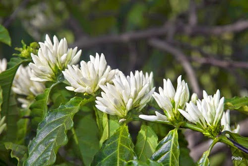 Nhìn từ phía xa giống như những bông tuyết trĩu nặng trên cành. Hòa quyện vào khung cảnh như tuyết trắng của phương Tây khiến cho người xem không khỏi thốt lên bất ngờ.