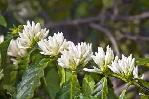 Nhìn từ phía xa giống như những bông tuyết trĩu nặng trên cành. Hòa quyện vào khung cảnh như tuyết trắng của phương Tây khiến cho người xem không khỏi thốt lên bất ngờ.