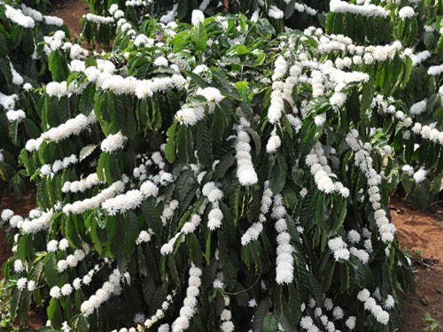 Hoa cà phê còn mang một mùi hương sâu đậm đến khó tả, mùi hương khiến bao đàn ong bay về vờn phấn, hút mật.