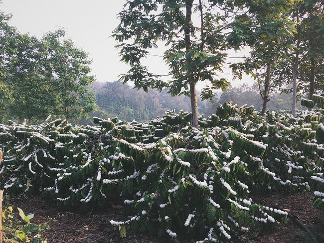 Trên nền xanh của lá, những bông cà phê trắng trở nên cực nổi bật. Nhiều người còn ví nó như "bông tuyết giữa cái nắng, cái gió của núi rừng Tây Nguyên".