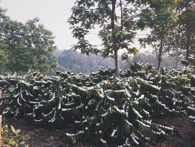 Trên nền xanh của lá, những bông cà phê trắng trở nên cực nổi bật. Nhiều người còn ví nó như "bông tuyết giữa cái nắng, cái gió của núi rừng Tây Nguyên".