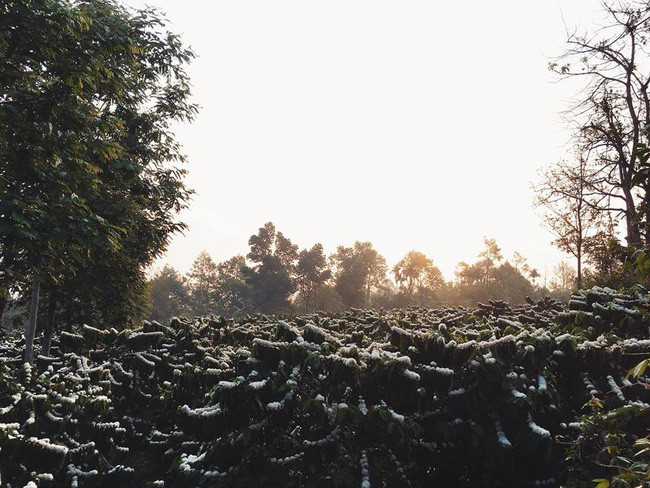 Hầu hết người xem đều cảm thấy choáng ngợp trước những cánh đồng cà phê mênh mông bạt ngàn chạy tít tắp tới chân trời, cây nào cây nấy nở vô vàn bông hoa trắng muốt, tinh khôi.