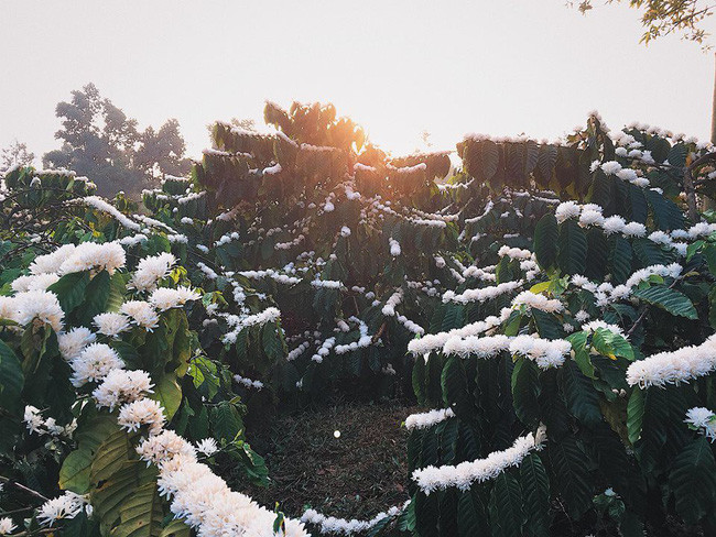 Hình ảnh hoa cà phê là nét đẹp đặc trưng nhất của vùng núi rừng Tây Nguyên. Theo nhiều người, nó chính là cái hồn khiến bất cứ ai ngắm nhìn không khỏi xao xuyến bồi hồi.