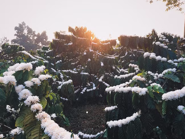 Hình ảnh hoa cà phê là nét đẹp đặc trưng nhất của vùng núi rừng Tây Nguyên. Theo nhiều người, nó chính là cái hồn khiến bất cứ ai ngắm nhìn không khỏi xao xuyến bồi hồi.