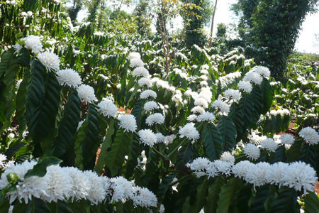 Được biết, mùa hoa cà phê khoe sắc thường có hai đợt, kéo dài từ tháng 2 đến cuối tháng 4 dương lịch, mỗi đợt nở kéo dài từ 7 - 10 ngày sau đó cũng sẽ tàn khá nhanh và bắt đầu hình thành quả, vì vậy không phải ai tới đây cũng may mắn bắt gặp được thời điểm hoa nở rộ đẹp nhất.