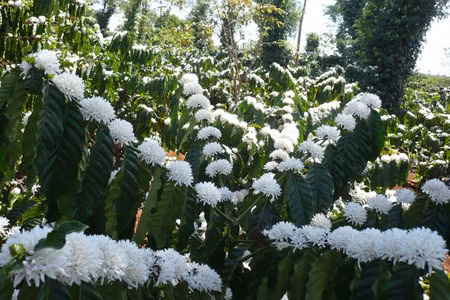 Được biết, mùa hoa cà phê khoe sắc thường có hai đợt, kéo dài từ tháng 2 đến cuối tháng 4 dương lịch, mỗi đợt nở kéo dài từ 7 - 10 ngày sau đó cũng sẽ tàn khá nhanh và bắt đầu hình thành quả, vì vậy không phải ai tới đây cũng may mắn bắt gặp được thời điểm hoa nở rộ đẹp nhất.