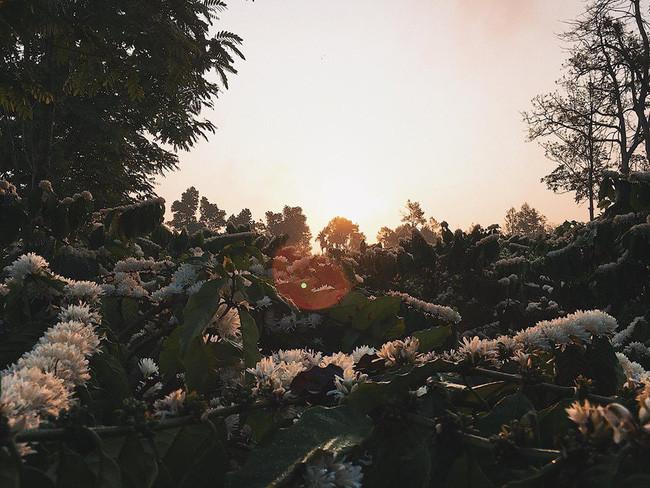 Đính kèm những bức ảnh cây hoa cà phê của mình, Y.T viết: "Mùa hoa cà phê ở quê mình đây. Sáng sớm 6h dậy mặt trời vừa lên, cà phê trổ thơm lừng, chim hót, gà gáy loạn xì ngầu. Tự nhiên thấy yêu đời hẳn".