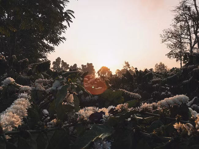 Đính kèm những bức ảnh cây hoa cà phê của mình, Y.T viết: "Mùa hoa cà phê ở quê mình đây. Sáng sớm 6h dậy mặt trời vừa lên, cà phê trổ thơm lừng, chim hót, gà gáy loạn xì ngầu. Tự nhiên thấy yêu đời hẳn".