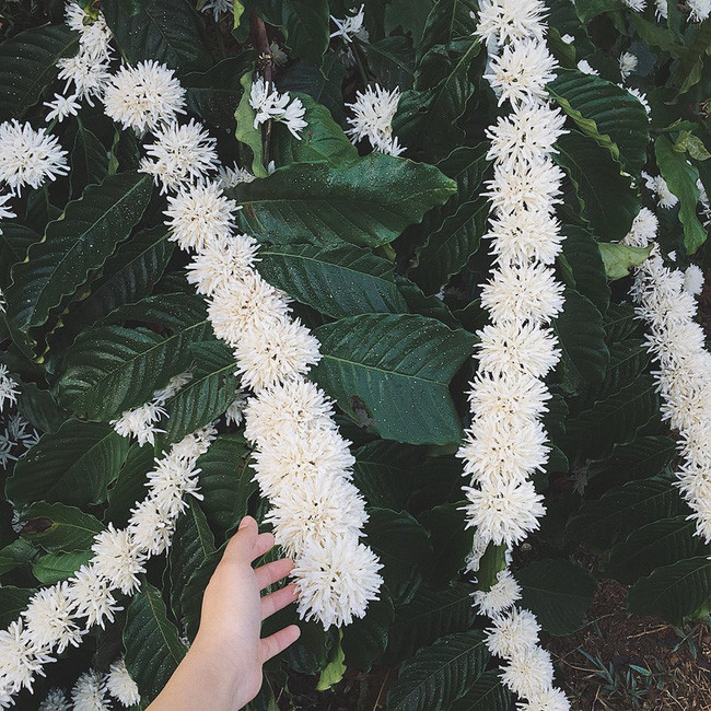 Vừa qua trên MXH, nickname L.Y.T đã đăng tải hình ảnh về những bông hoa cà phê đẹp đến ngỡ ngàng khiến người xem không khỏi xuýt xoa về vẻ đẹp.