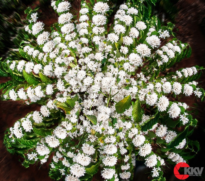 Những bông hoa cà phê trĩu cành còn báo hiệu một mùa bội thu sắp tới - mùa bội thu của những hạt cà phê Gia Lai đã nổi tiếng khắp nơi.