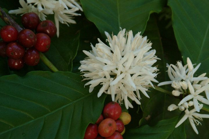 Chỉ sau ít giờ đăng tải, những hình ảnh về hoa cà phê trắng muốt tinh khôi của Y.T đã nhận về hàng chục nghìn lượt like, share và bình luận từ phía cư dân mạng.