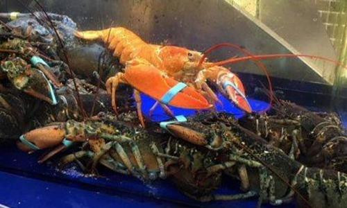 Tôm hùm màu cam khoảng 9 tuổi đang được nuôi trong thủy cung.