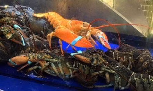 Tôm hùm màu cam khoảng 9 tuổi đang được nuôi trong thủy cung.