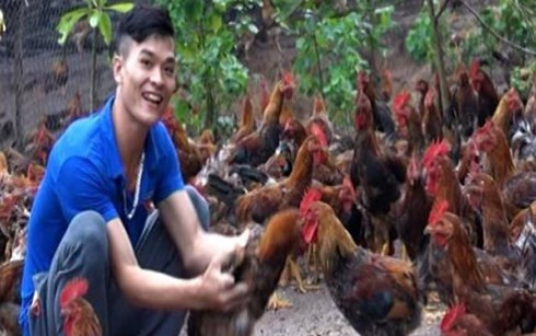 Đàn gà của Nguyên đã lên đến hơn 1 vạn con.