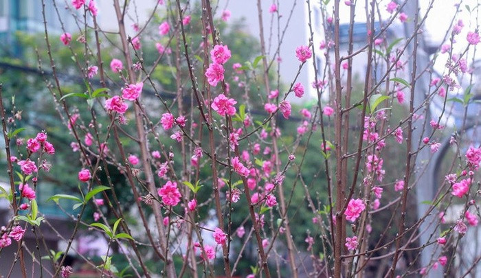 Muốn cảm nhận mùa xuân đến sớm vào thời điểm này ở Hà Nội thì con đường hoa đào ở Lạc Long Quân là địa điểm cực kỳ thích hợp dành cho người dân và du khách đến Hà Nội.