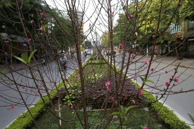 Cả đoạn đường dài 4km đang rực lên sắc hoa đào phai, bích đào, khiến người ta cảm nhận rất rõ không khí Tết đang cận kề.