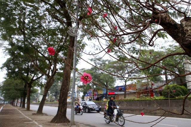 Trên con đường này cũng là nơi dịp gần Tết bày bán cây hoa cảnh phục vụ nhu cầu làm đẹp, trang trí của người dân.