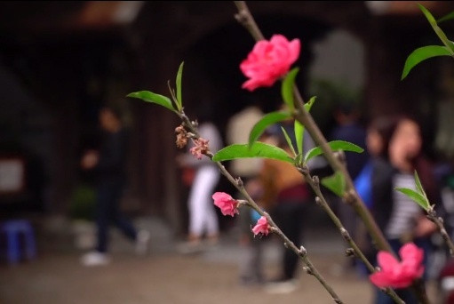 Cam nhan khong khi xuan ve som tren con duong hoa dao