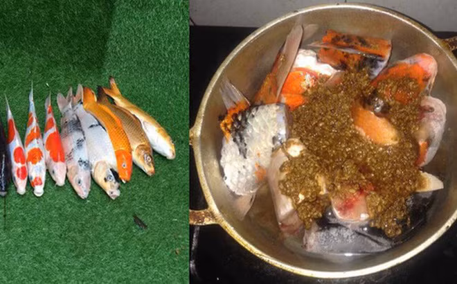 Chang trai Da Nang gay soc khi dung ca Koi nau an