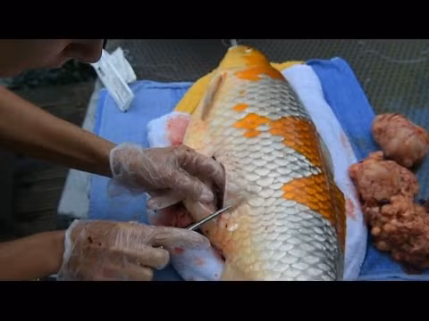 Nhiều bình luận liên quan đến bức hình rán cá cảnh cho rằng, việc rán cá này là một trò chơi trội trước đó của một bà nội trợ Đài Loan, cô vợ này chỉ "nương" theo để dọa chồng.